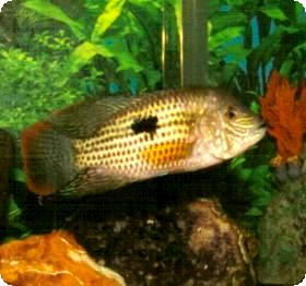 GREEN TERROR CICHLID LG